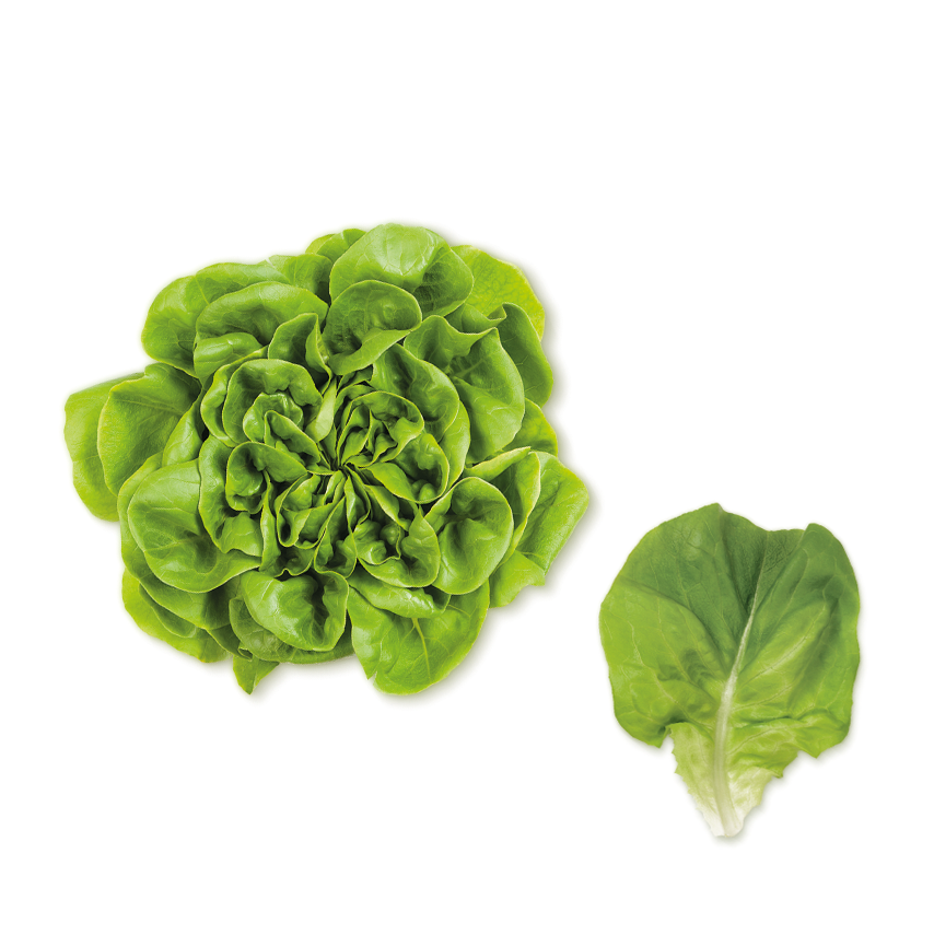 Ekspres Salata Yeşil